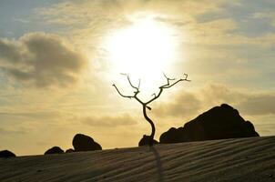 Tree in a Sand Dune Silhouetted at Dawn photo