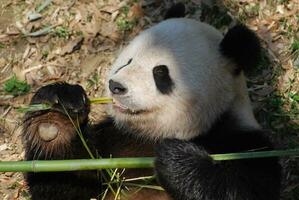 panda oso agarrando bambú en su pata foto