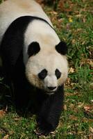 Waddling Giant Panda Bear in a Grass Field photo