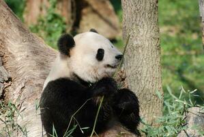 Amazing Wild Giant Panda Bear with a Bamboo Shoot photo