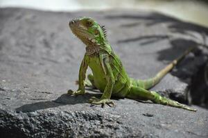 hermosa arriba cerca Mira a un verde iguana foto