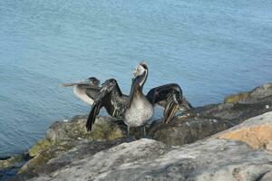 Pelican Holding Open His Wings To Air Dry photo