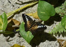 Stunning Brown Clipper Butterfly With Wings Extended photo