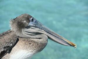 Pelican with a Long Hooked Beak in Aruba photo