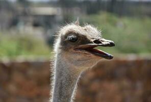 Large Flightless Bird Up Close and Personal photo