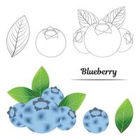 Blueberries with leaves illustration. vector