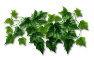 Green ivy leaves isolated on transparent background, created with generative AI png