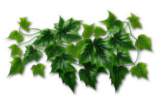 Green ivy leaves isolated on transparent background, created with generative AI png