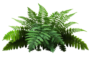 Green leaves of tropical ferns isolated on transparent background, created with generative AI png