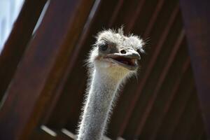 Fantastic Look Into the Face of an Ugly Ostrich photo