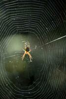 Close Up of a Spider in the Center of a Web photo