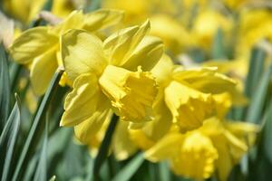 Gorgeous Daffodil Garden with Blooming Flowers in Spring photo