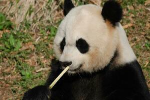 mullido cara de un negro y blanco panda oso foto