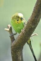 brillante colores en un periquito pájaro en un árbol foto