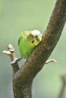 Playful Colorful Parakeet Sitting in a Tree photo