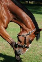 Itching Bay Horse in a Grass Field photo