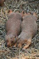 Sleeping Pair of Black Tailed Prairie Dogs Resting photo