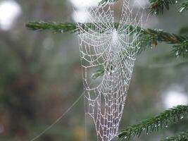 araña web un hojas perennes árbol foto