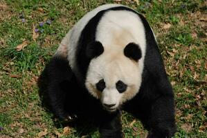 increíble gigante panda sentado alrededor en el salvaje foto