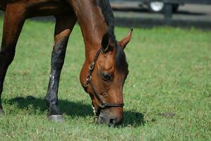 Snacking and Grazing Bay Mare in a Field photo