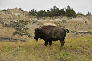 bisonte silbando su cola mientras en un cañón foto