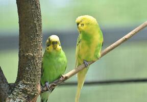 Great Pair of budgies Sitting Together on a Branch photo