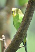 Colorful Budgie with His Eyes Closed in a Tree photo