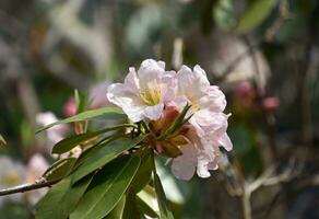 Pale Pink Flowering Rhododendron Blooming and Flowering photo