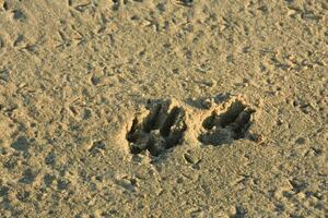 perro pata impreso en el arena en un playa foto