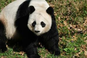 Perfecto gigante panda oso sentado en su trasero foto