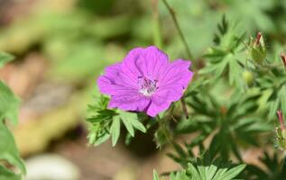 Fantastic Close Up of a Pink Cranesbill Geranium Blossom photo