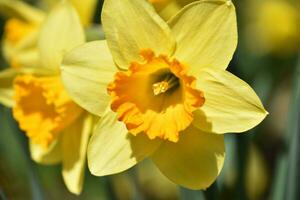 Beautiful Yellow Daffodil Up Close and Personal photo
