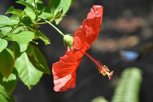 jardín con maravilloso rojo hibisco flor floreciente foto