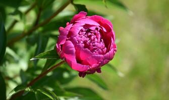 Pink Peony Blossom Flowering and Ready to Open photo