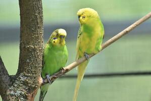 Striking Yellow and Green Budgie Couple Together in a Tree photo