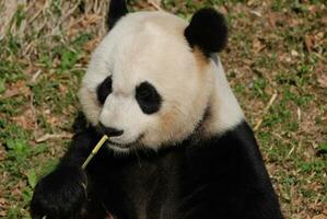 Really Cute Giant Panda Bear with Bamboo photo