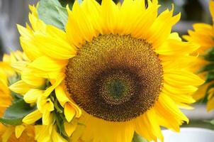 hermosa ramo de flores de floración girasoles en floración foto