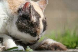 linda persa gato es posando en un hogar jardín a lutón pueblo de Inglaterra Reino Unido foto