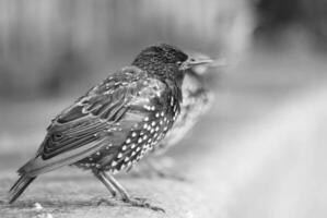 Very Cute Little Bird at Jubilee Gardens Park at London eye, Westminster, Central London Capital City of England UK. Image Was Captured on August 2nd, 2023 photo