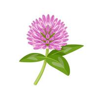 Vector illustration, Trifolium pratense, known as red clover, isolated on white background.