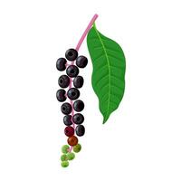 vector illustration, Phytolacca americana, also known as American pokeweed, pokeweed, poke sallet, dragonberry, and inkberry, isolated on white background.