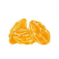 Vector illustration, golden raisins, isolated on white background.