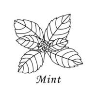 Mint in hand drawn style on white background. Isolated. Plant vector