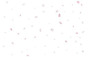 Realistic cherry petals. Vector illustration