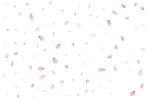 Realistic cherry petals. Vector illustration