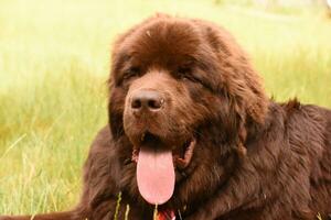 Big Newfoundland Dog with his Eyes Closed photo