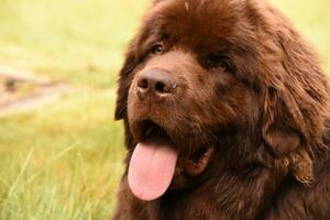 Big Pink Tongue Sticking out of the Mouth of a Newfie photo