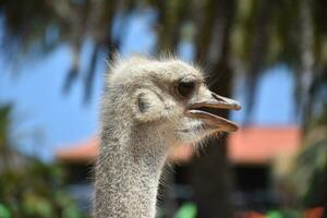 Feathers Sticking Out in all Directions on an Ostrich photo