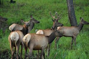 Small Cluster of Elk Standing Togther in a Grove photo