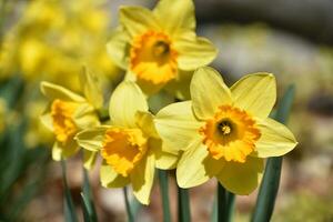Beautiful Flowering Yellow and Orange Daffodils in Bloom photo
